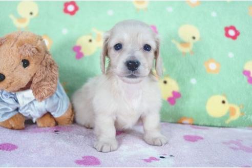 成約済の兵庫県のミニチュアダックスフンド-4997の2枚目