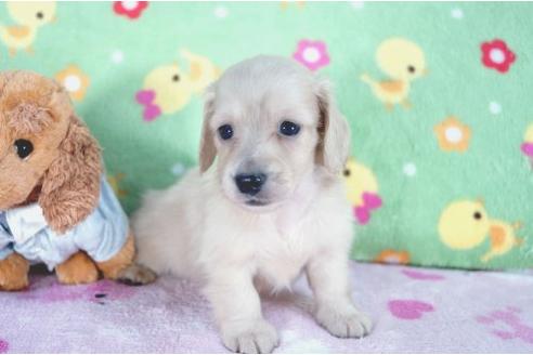 成約済の兵庫県のミニチュアダックスフンド-4997の3枚目