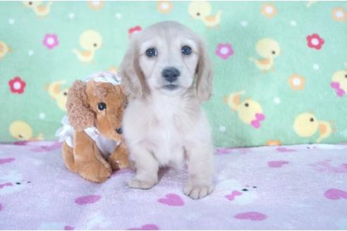 成約済の兵庫県のミニチュアダックスフンド-4976の1枚目