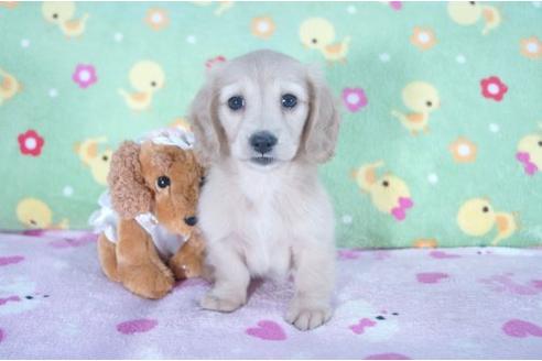 成約済の兵庫県のミニチュアダックスフンド-4976の2枚目