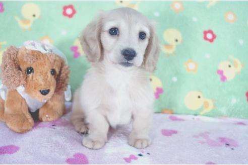 成約済の兵庫県のミニチュアダックスフンド-4976の3枚目