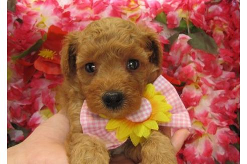 成約済の茨城県のトイプードル-5256の1枚目