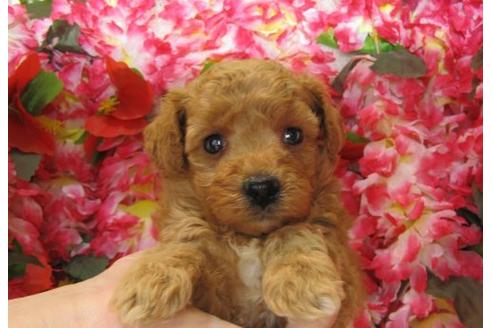 成約済の茨城県のトイプードル-5256の2枚目