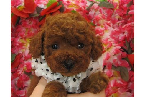 成約済の茨城県のトイプードル-5257の1枚目