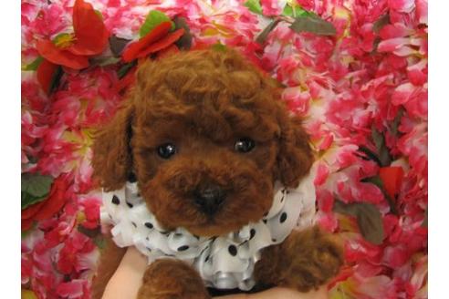 成約済の茨城県のトイプードル-5257の2枚目