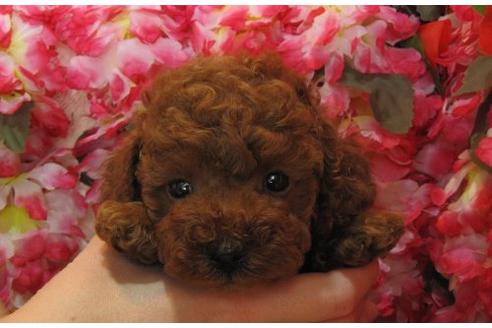 成約済の茨城県のトイプードル-5257の3枚目