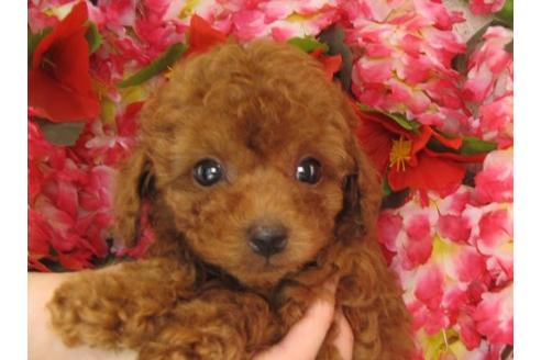 成約済の茨城県のトイプードル-5258の1枚目