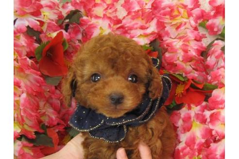 成約済の茨城県のトイプードル-5258の2枚目