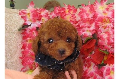 成約済の茨城県のトイプードル-5258の3枚目