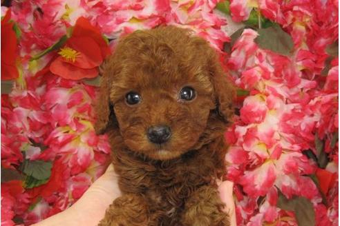 成約済の茨城県のトイプードル-5259の1枚目