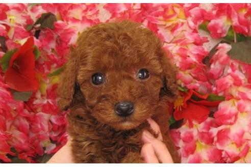 成約済の茨城県のトイプードル-5259の3枚目