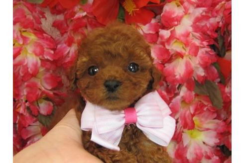 成約済の茨城県のトイプードル-5260の1枚目