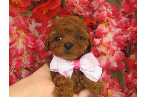 成約済の茨城県のトイプードル-5260の2枚目