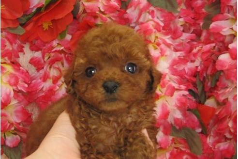 成約済の茨城県のトイプードル-5260の3枚目