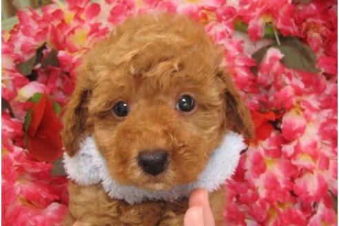 成約済の茨城県のトイプードル-5261の2枚目