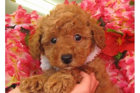 成約済の茨城県のトイプードル-5261の3枚目