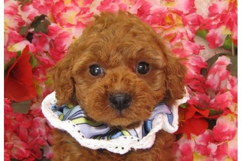 成約済の茨城県のトイプードル-5262の2枚目