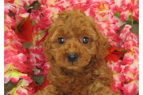 成約済の茨城県のトイプードル-5262の3枚目