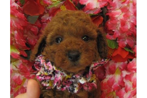 成約済の茨城県のトイプードル-5263の1枚目