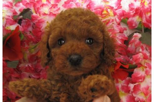 成約済の茨城県のトイプードル-5263の3枚目