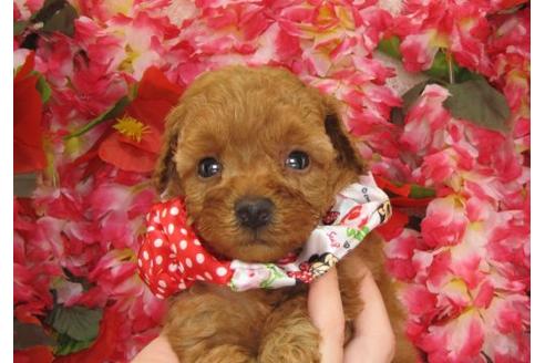 成約済の茨城県のトイプードル-5281の1枚目