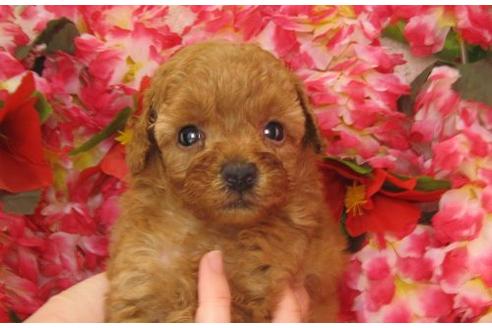 成約済の茨城県のトイプードル-5281の2枚目