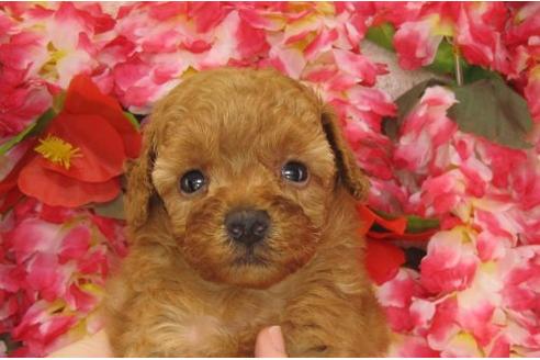 成約済の茨城県のトイプードル-5281の3枚目