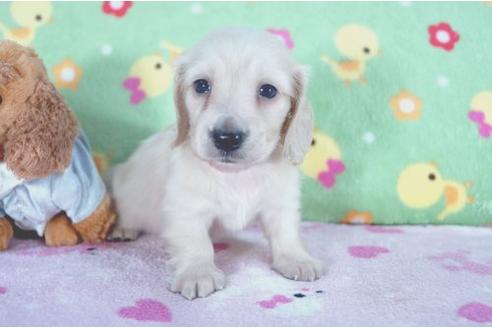 成約済の兵庫県のミニチュアダックスフンド-4995の1枚目