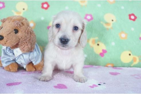 成約済の兵庫県のミニチュアダックスフンド-4995の2枚目