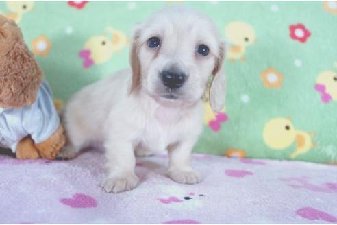 成約済の兵庫県のミニチュアダックスフンド-4995の3枚目