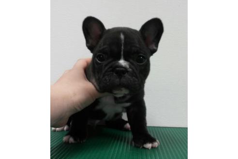 成約済の愛知県のフレンチブルドッグ-5373の4枚目
