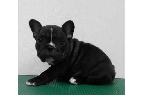 成約済の愛知県のフレンチブルドッグ-5373の3枚目