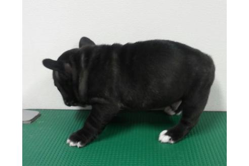 成約済の愛知県のフレンチブルドッグ-5373の2枚目