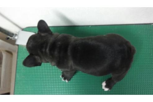 成約済の愛知県のフレンチブルドッグ-5373の1枚目