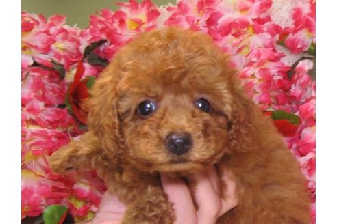 成約済の茨城県のトイプードル-5416の2枚目