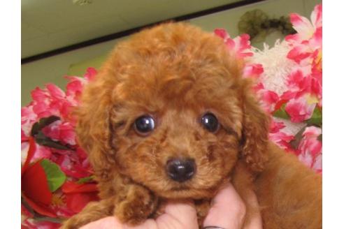 成約済の茨城県のトイプードル-5416の1枚目