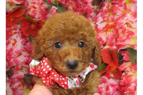 成約済の茨城県のトイプードル-5417の1枚目