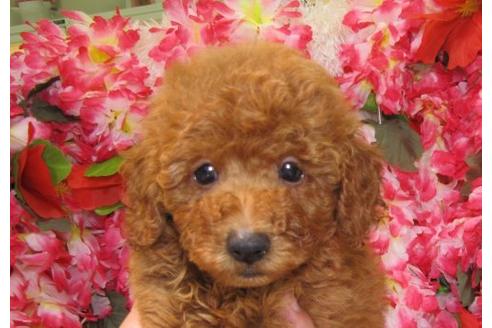 成約済の茨城県のトイプードル-5417の2枚目