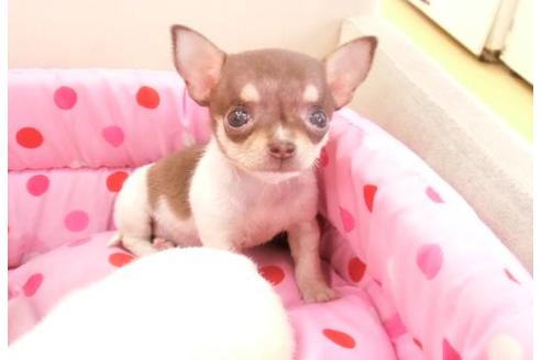 大阪府のチワワ 女の子 15 05 04生まれ チョコタンホワイト 子犬id 5421 ブリーダーナビ