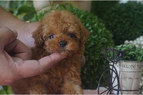 成約済の京都府のトイプードル-5451の3枚目