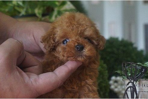 成約済の京都府のトイプードル-5451の1枚目