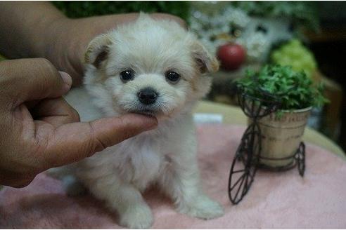 成約済の京都府のミックス犬-5452の3枚目