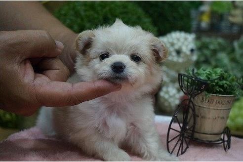成約済の京都府のミックス犬-5452の1枚目
