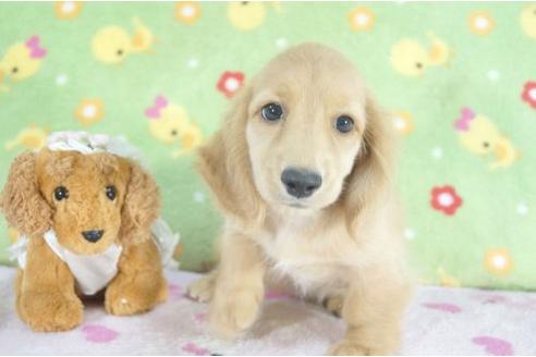 成約済の兵庫県のミニチュアダックスフンド-4892の1枚目