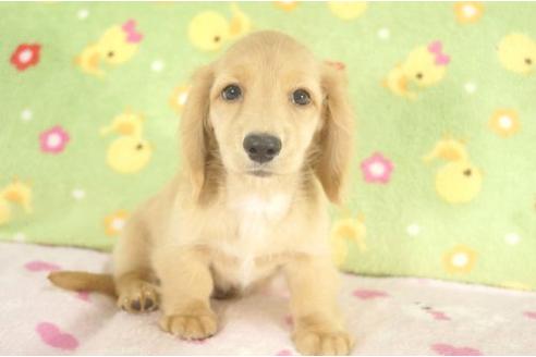 成約済の兵庫県のミニチュアダックスフンド-4892の2枚目