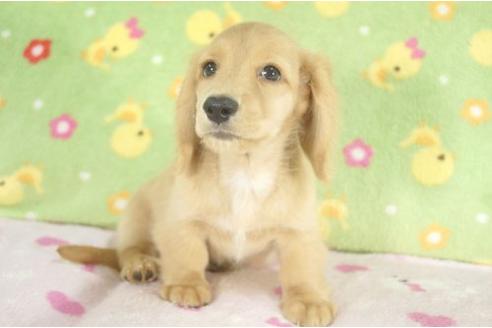 成約済の兵庫県のミニチュアダックスフンド-4892の3枚目