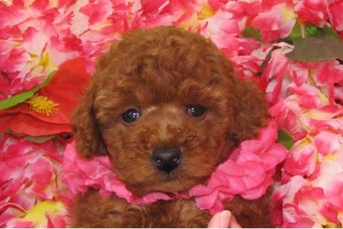 成約済の茨城県のトイプードル-5543の1枚目