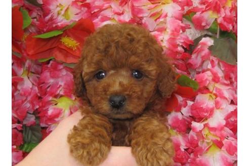 成約済の茨城県のトイプードル-5543の2枚目