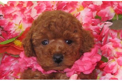 成約済の茨城県のトイプードル-5543の3枚目