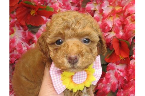 成約済の茨城県のトイプードル-5544の1枚目